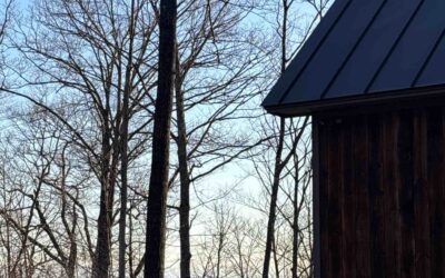Why Visit A Forest?